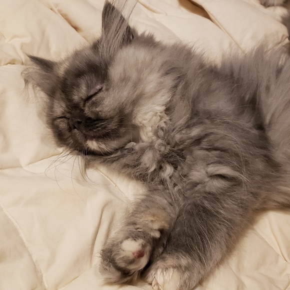 Meet your Posher, Liane - Picture 4 of 7